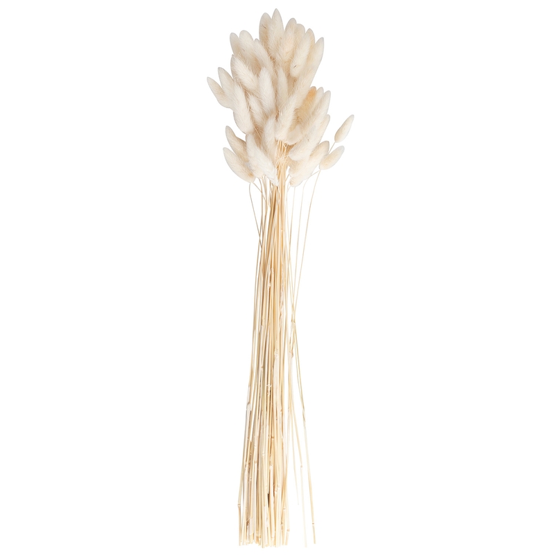 Pampaszweige natur/creme 20 St. 65cm